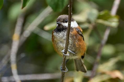 Chestnut-Backed Chickadee: Identification, Common Locations, Diet, and More! - A-Z Animals