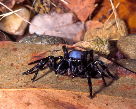 Eastern Mouse Spider - Peter Rowland Photographer & Writer