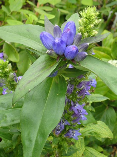 Lobelia siphilitica (Blue Cardinal Flower, Great Blue Lobelia, Great Lobelia) | North Carolina ...