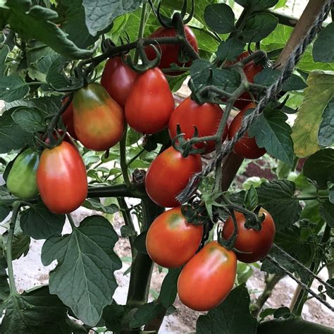 Seeds for Napoli Tomato | Solanum lycopersicum | Amkha Seed