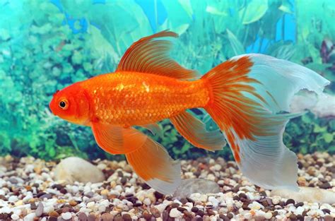 Aquarium communautaire avec poisson rouge possible ou pas ? - Aquablog