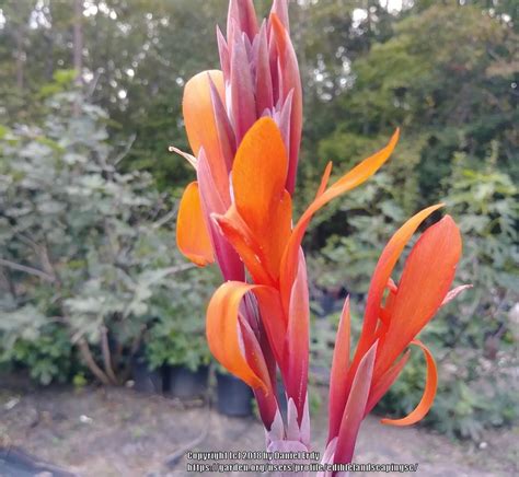 Cannas: Plant Care and Collection of Varieties - Garden.org