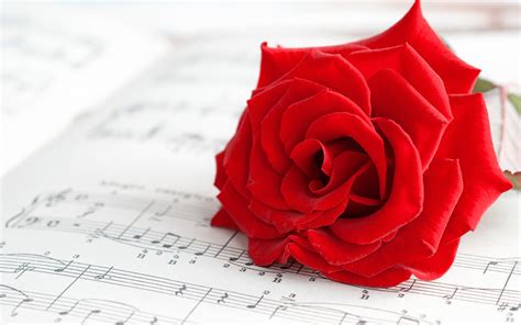 Mood Flower Rose Red Music wallpaper | 2560x1600 | #23277