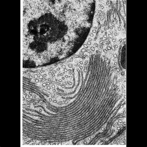 Smooth Endoplasmic Reticulum Microscope