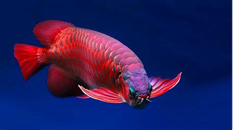 Ikan-Arwana-Super-Red - IlmuBudidaya.com