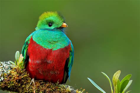 Centroamérica, el reino del Quetzal