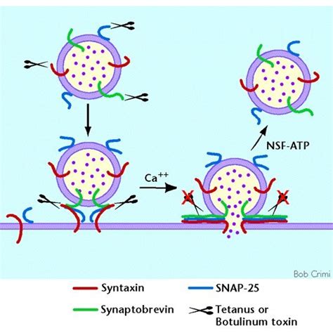 Alternate model for SNARE-mediated exocytosis.As in , the SNARES on... | Download Scientific Diagram