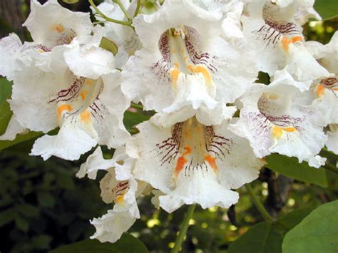 Catalpa speciosa