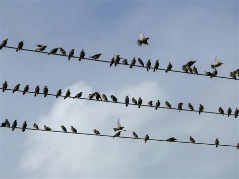 Why Do Birds Sit On Power Lines? (Everything Explained) | Birdfact