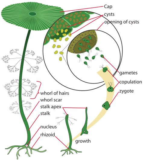 Acetabularia, an unusual unicellular green algae – Inanimate Life