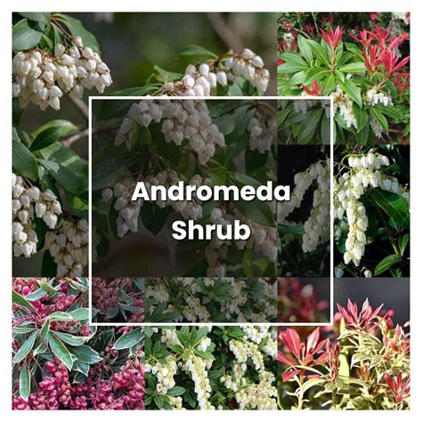 How to Grow Andromeda Shrub - Plant Care & Tips | NorwichGardener