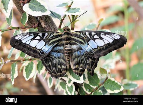 Stratford Butterfly Farm Stock Photo - Alamy