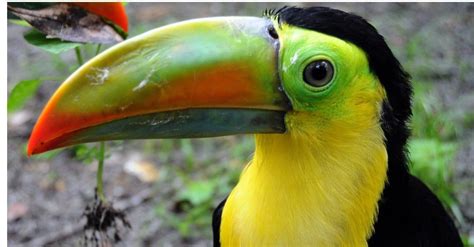 Keel-Billed Toucan - A-Z Animals