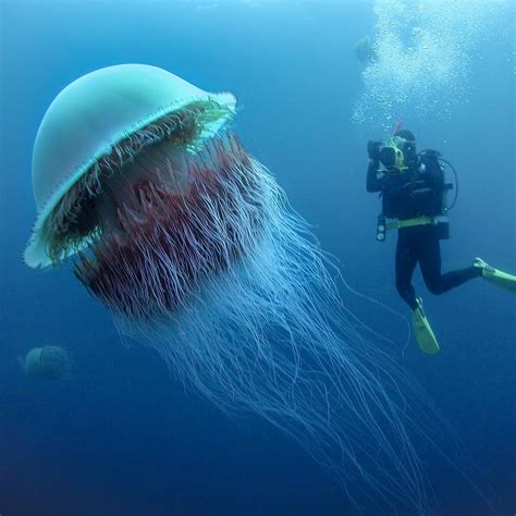 The lion's mane jellyfish😮🔥🔥 : SweatyPalms