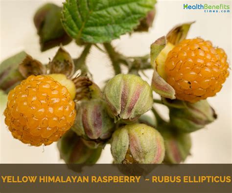 Yellow himalayan raspberry facts and health benefits