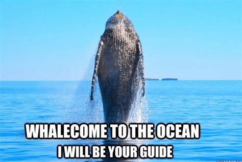 16 Whale Memes That Will Make You Laugh All Day