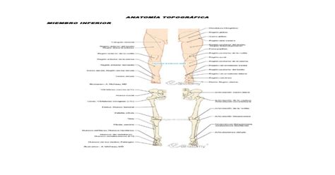 (PDF) Anatomía Topográfica Miembro Inferior - DOKUMEN.TIPS