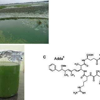 (PDF) An overview of the toxic effect of potential human carcinogen Microcystin-LR on testis