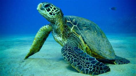 turtle sea fish wallpaper hd | Sea turtle, Turtle, Ocean animals