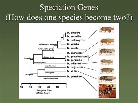 PPT - Speciation Genes (How does one species become two?) PowerPoint Presentation - ID:9215517