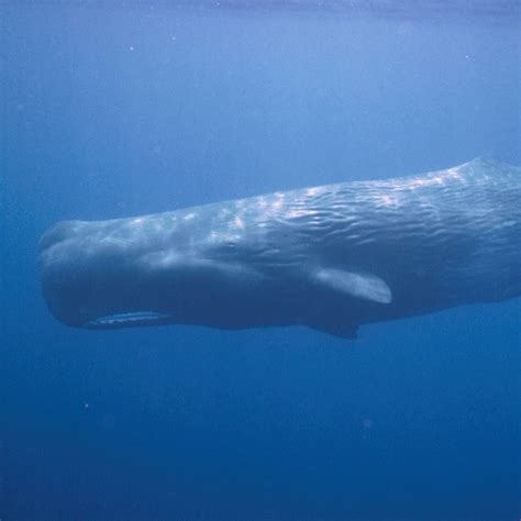 Albino Sperm Whales