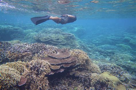 Snorkeling Over Healthy Coral Reef by Ippei Naoi