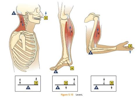 The Expressive Figure: Biomechanics of Human Anatomy- Three Classes of ...