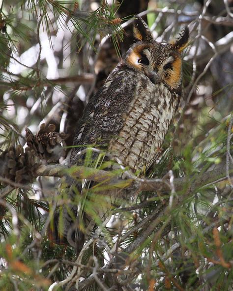 Help Find Long-Eared Owls in PA | Outside My Window