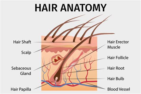 How to Repair Damaged Hair Follicles - eMediHealth