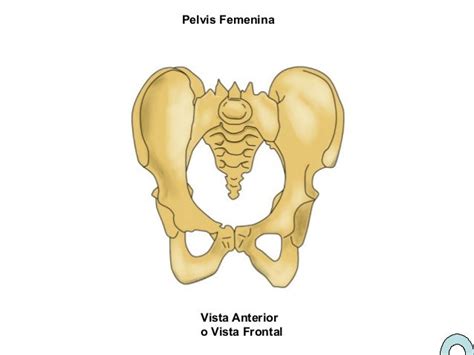 Hueso coxal algunos esquemas