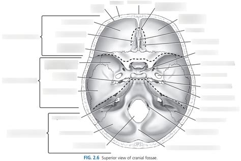 RT 208 SUPERIOR VIEW CRANIAL FOSSAE SKULL Diagram | Quizlet