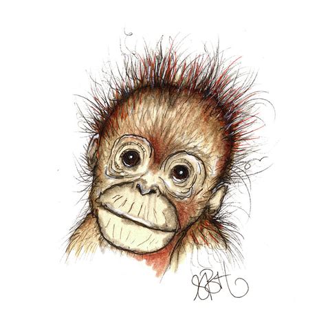 Baby Orangutan Drawing by Sally Huntington