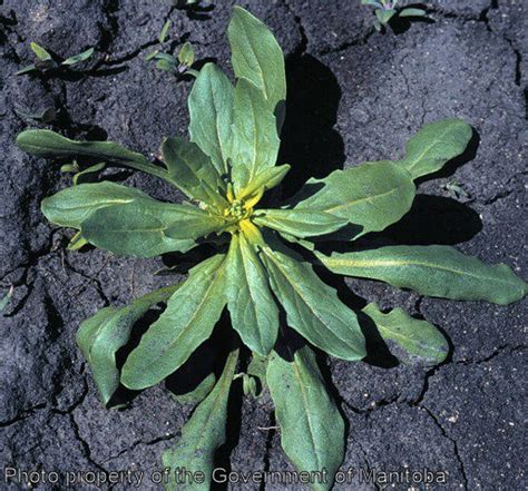 Province of Manitoba | agriculture - Stinkweed