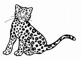 Leopard Coloring Pages  Best For Kids sketch template