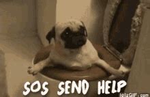 Funny Dogs Cute GIF - FunnyDogs Cute Smile - Discover & Share GIFs