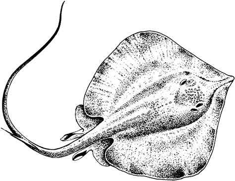 Realistic Stingray Coloring Page - img-Abbey