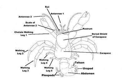 Hermit crab anatomy. | Hermit crab, Hermit, Crab