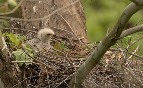 Copper Range | Red-Shouldered Hawk Nest