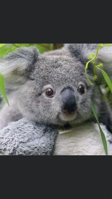 Pin by Connie L Fletcher on Koalas | Cute baby animals, Koala bear, Baby animals