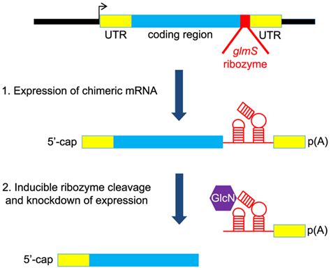 Schematic of the glmS ribozyme reverse genetic tool. The ribozyme is... | Download Scientific ...