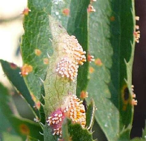 Puccinia graminis sur Berberis vulgaris : hôte écidien de la "Rouille noire" des céréales ...