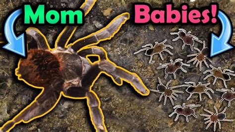 Our Tarantula had Babies!! - YouTube