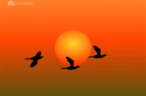 Sunrise with birds - campestre.al.gov.br