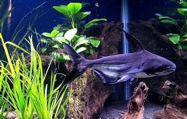 Freshwater Aquarium Shark | Types of Sharks | PetButty