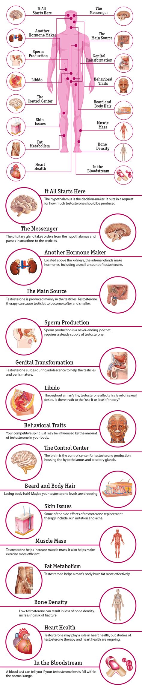 The Effects of Testosterone on the Body - Chicagoland Men's Health