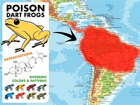 Poisonous Frogs: A Complete Guide - Mr. Amphibian