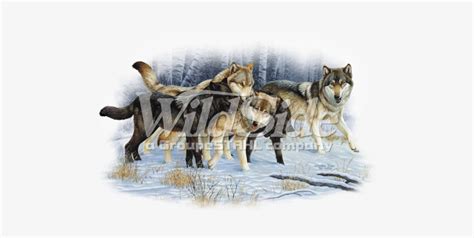 Wolf Pack In The Snow - Awesome Wolves In Wolf Pack In Snow Woods Scene ...