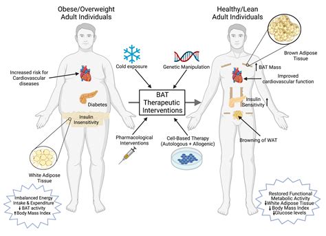 Cells | Free Full-Text | Human Brown Adipose Tissue and Metabolic Health: Potential for ...