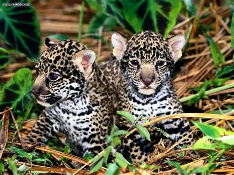 Beautiful baby jaguar | Jaguar animal, Cute animals, Baby animals