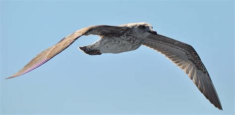 Seagull Bird Flying - Free photo on Pixabay